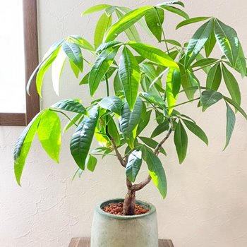 幕張で観葉植物の注文例、パキラ
