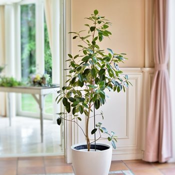 幕張で観葉植物の注文例、フランスゴムの木