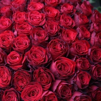 幕張、千葉、千葉みなとや浦安のディズニーリゾートでプロポーズの演出に人気の赤バラ花束100本100％の愛