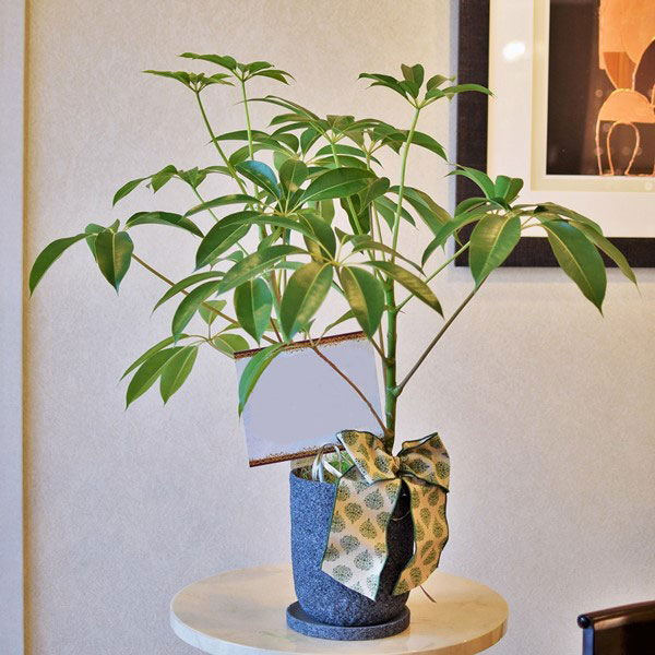 幕張で観葉植物のお祝い、シェフレラツピタンサス
