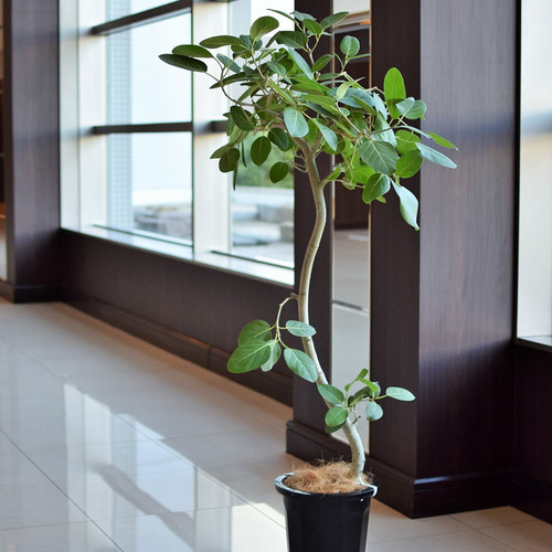 幕張で買える観葉植物、ベンガレンシス引越し祝い