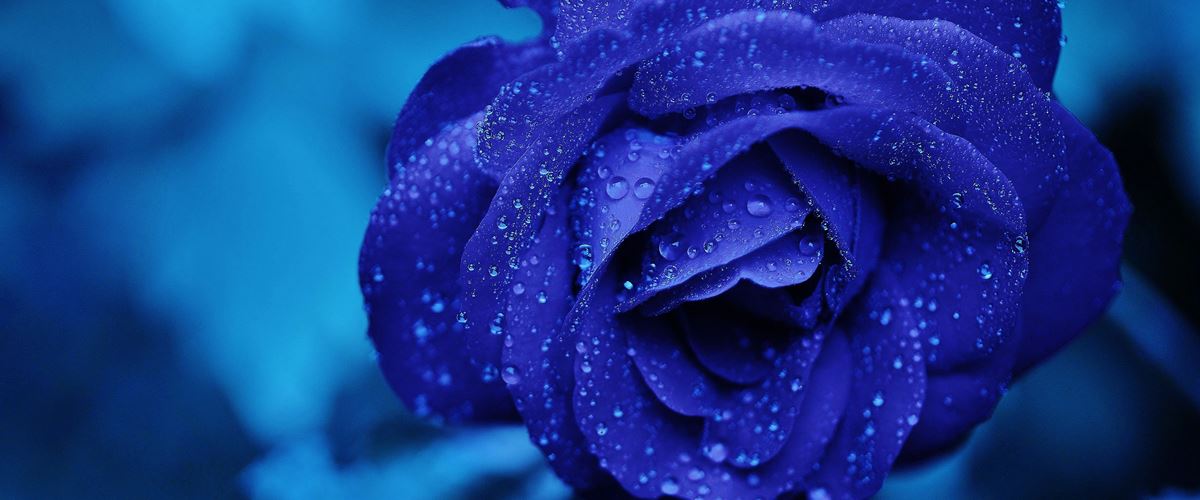 海浜幕張の花屋で手に入るブルーローズ（青薔薇）イメージ