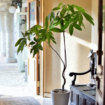 ベイタウン・ベイパークに花屋からお届け|観葉植物20000