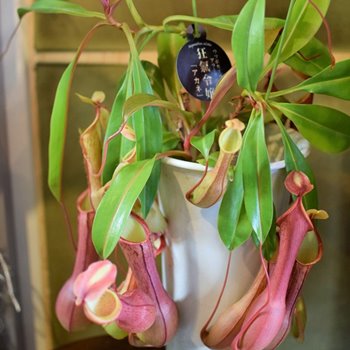 千葉市美浜区幕張で観葉植物の注文例、ウツボカズラ