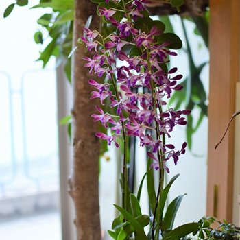 幕張で観葉植物の注文例、デンファレ