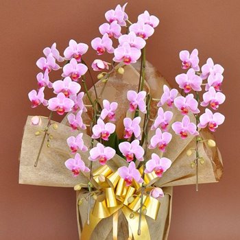 千葉市美浜区の幕張の花屋から胡蝶蘭を。開店祝いに小ぶりな胡蝶蘭5本立ち