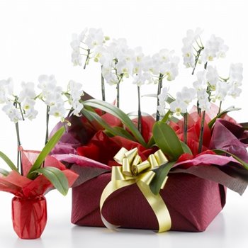 千葉市美浜区の幕張の花屋から胡蝶蘭を。開店祝いに胡蝶蘭箱入り5
