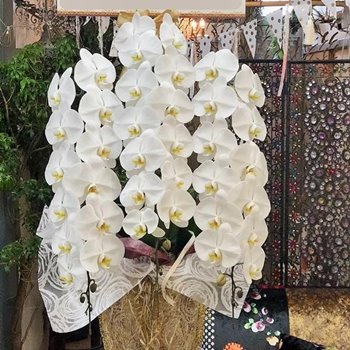 千葉市美浜区の幕張からお祝い花を胡蝶蘭で贈る