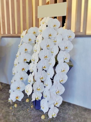 花見川区へ開院祝いの胡蝶蘭3本立てロングタイプ白