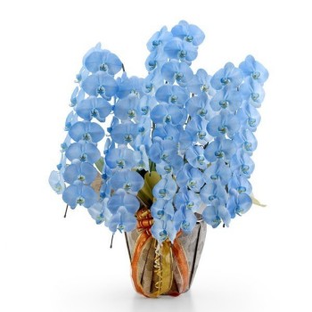 千葉で安くて当日も可能な胡蝶蘭、5本立てでお得なタイプの色付きブルーの画像